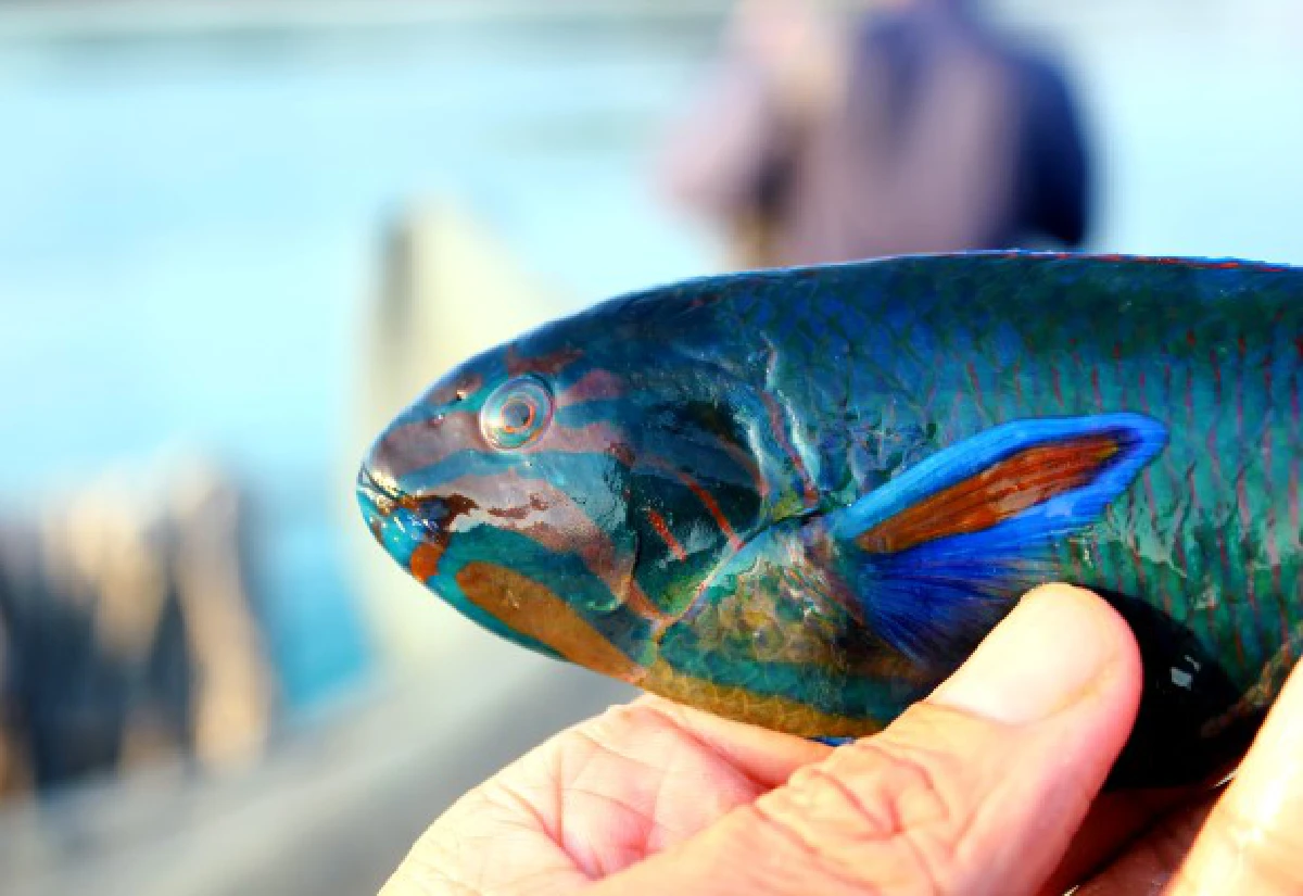 เปิดโผ10สัตว์น้ำทะเลไทยถูกคุกคามหนัก