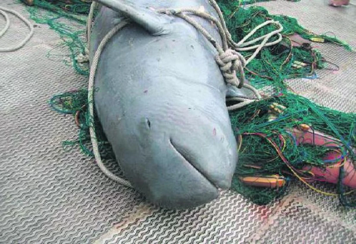 เปิดโผ10สัตว์น้ำทะเลไทยถูกคุกคามหนัก