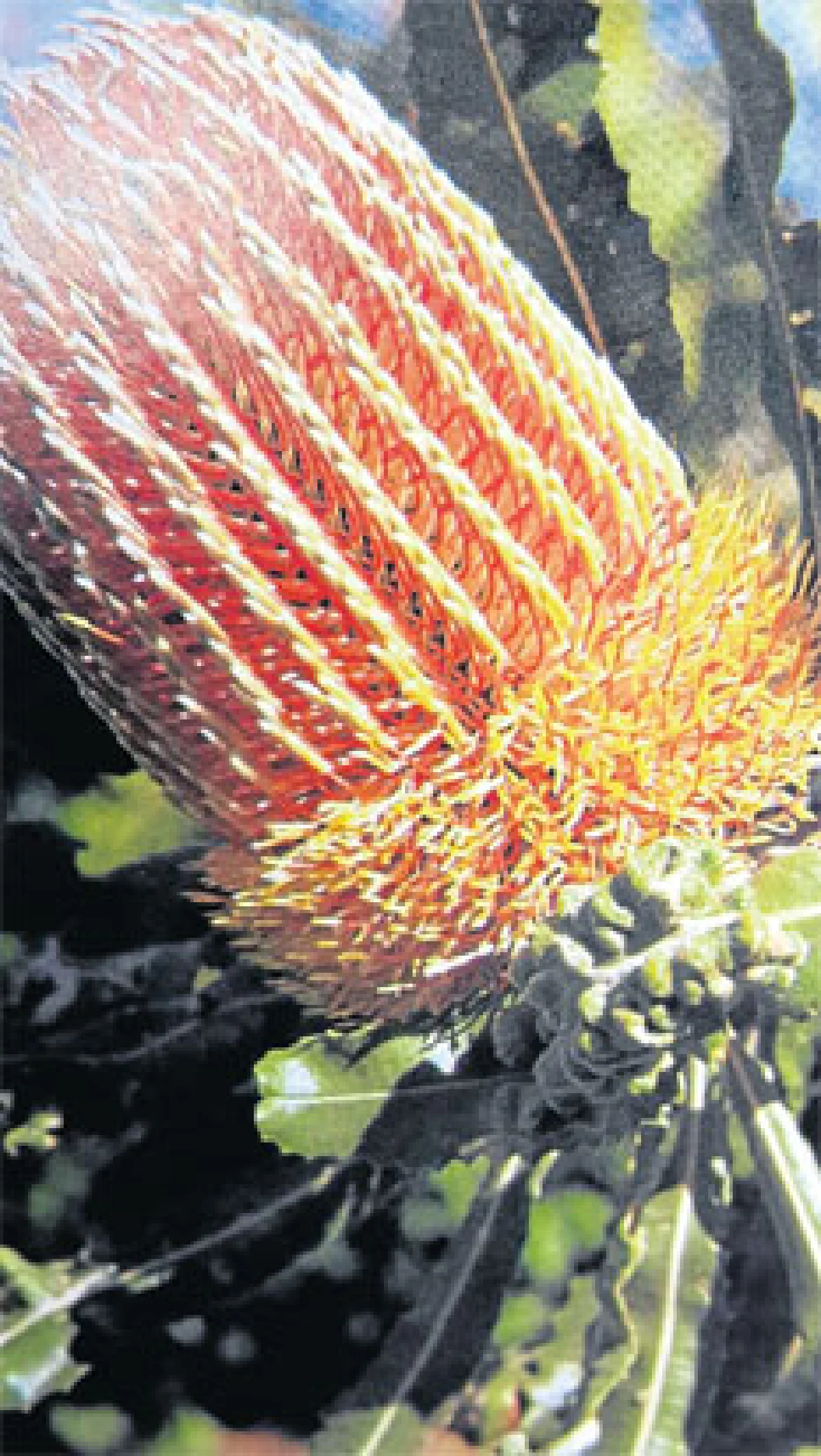 เมื่อดอกแบงค์เซียบานบนดอยอินทนนท์ (1)