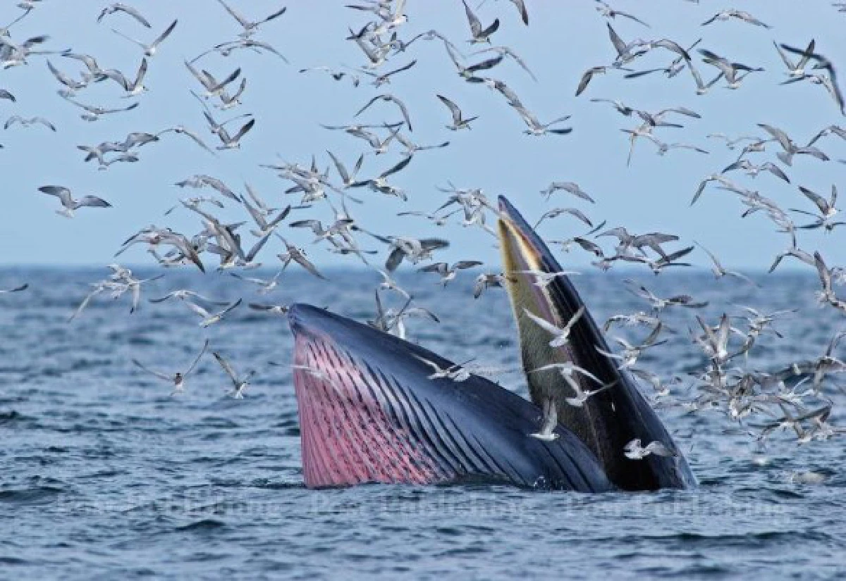 เปิดโผ10สัตว์น้ำทะเลไทยถูกคุกคามหนัก