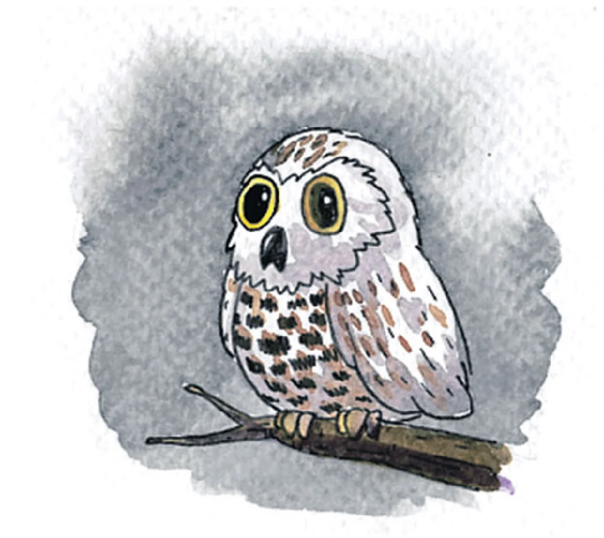 นกฮูกหิมะ นักล่าเวลากลางวัน