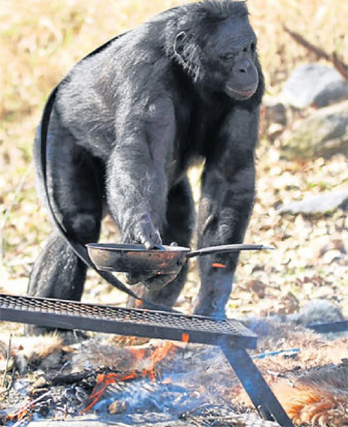 ประวัติศาสตร์อาจต้องเปลี่ยน เมื่อลิงจุดไฟ?