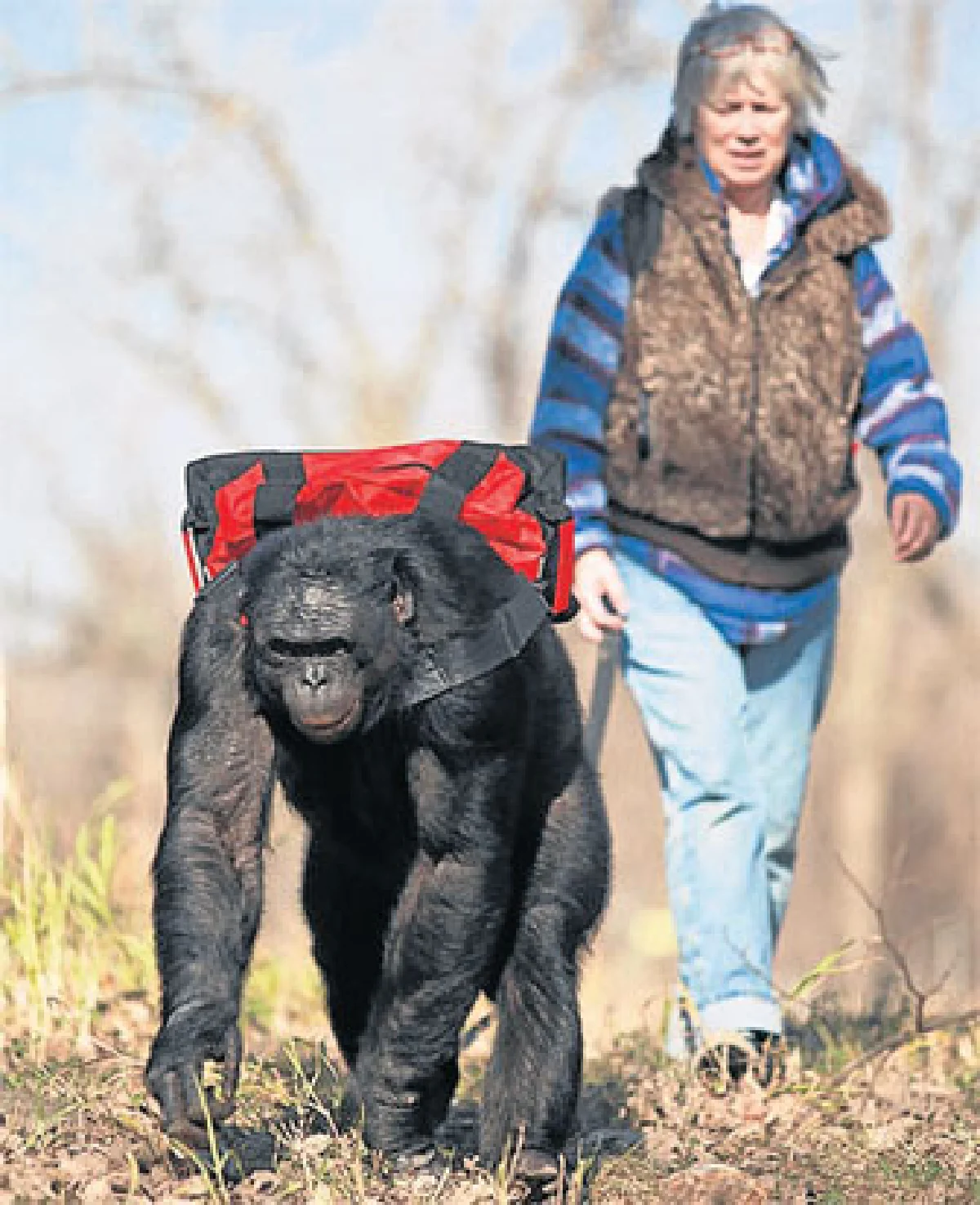 ประวัติศาสตร์อาจต้องเปลี่ยน เมื่อลิงจุดไฟ?