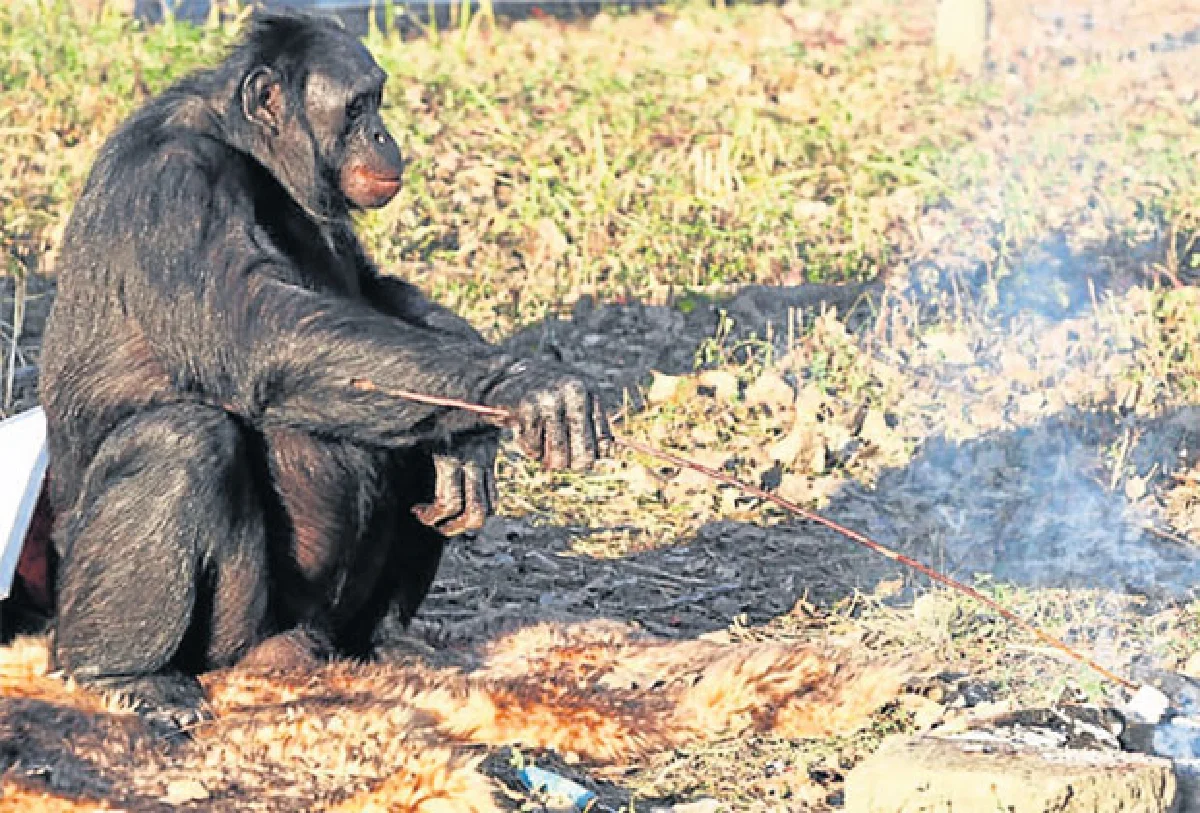 ประวัติศาสตร์อาจต้องเปลี่ยน เมื่อลิงจุดไฟ?