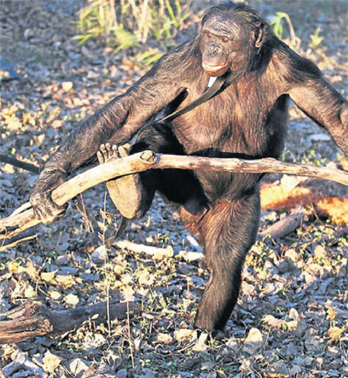 ประวัติศาสตร์อาจต้องเปลี่ยน เมื่อลิงจุดไฟ?