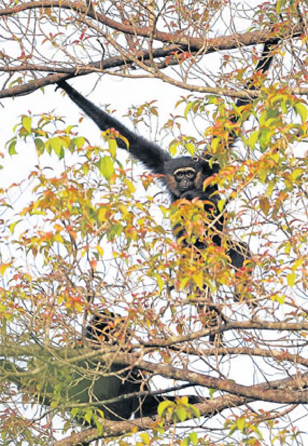 ส่องชะนีมือดํา