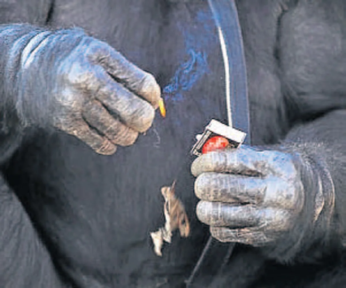 ประวัติศาสตร์อาจต้องเปลี่ยน เมื่อลิงจุดไฟ?