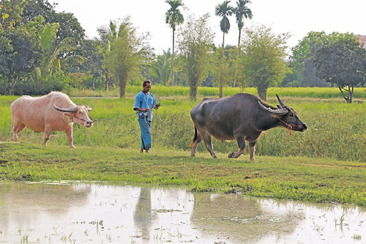 อาชีพดั้งเดิม