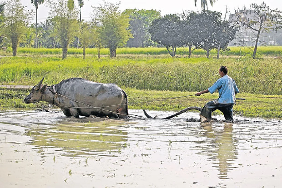 อาชีพดั้งเดิม