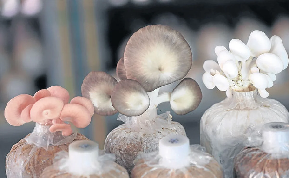 Mushroom Cottage Farm ความฝันของมนุษย์เงินเดือน