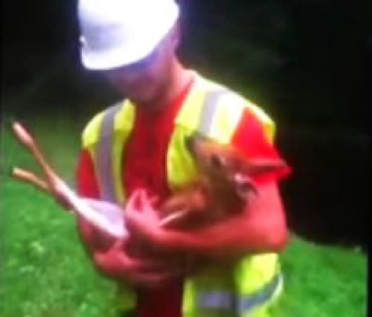 Baby deer: Don't stop rubbing my tummy