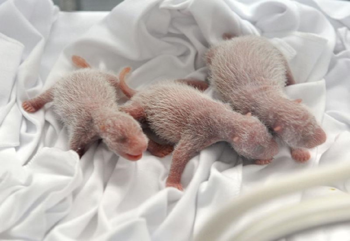 Panda triplets born in China