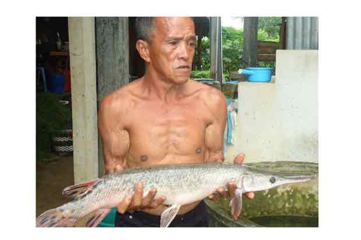 ชาวบ้านจับปลาจระเข้โผล่สุโขทัย ชาวบ้านจับปลาจระเข้โผล่สุโขทัย