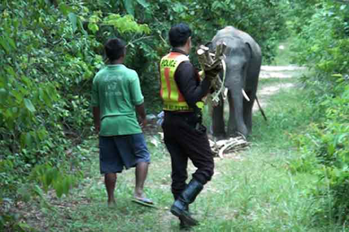 ช้างถูกทำร้ายยังเร่ร่อนที่หาดใหญ่ ช้างถูกทำร้ายยังเร่ร่อนที่หาดใหญ่