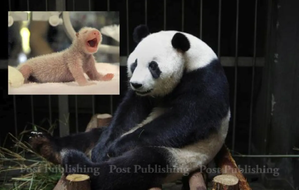 Giant panda accused of faking pregnancy