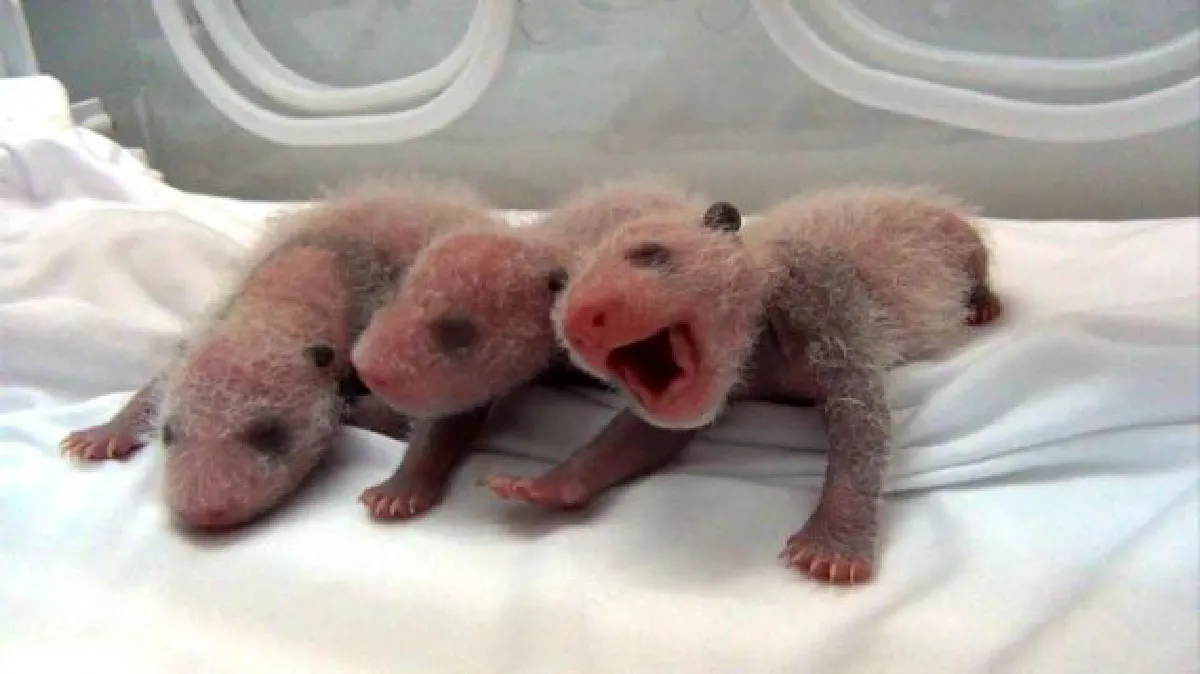 Giant panda accused of faking pregnancy