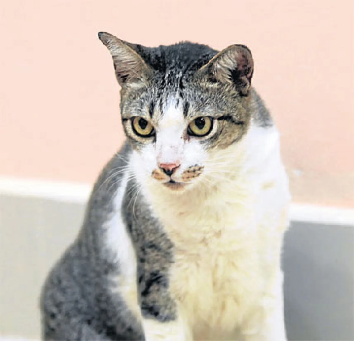 ชีตาร์ แมวไทยลายเสือนิสัยดี ของ จอย-จีราพัชร จงกลสงเคราะห์