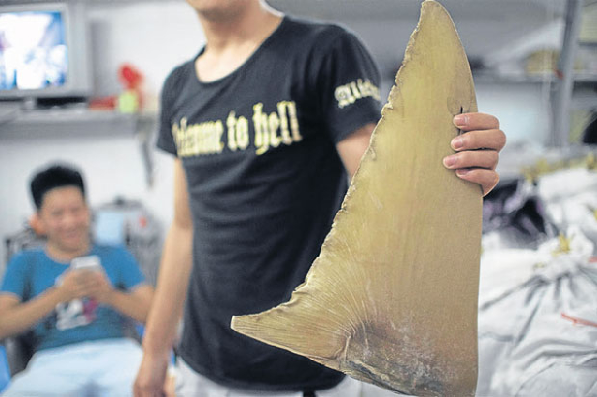 กีวีเอาจริง สั่งห้ามล่าหูฉลาม กีวีเอาจริง สั่งห้ามล่าหูฉลาม