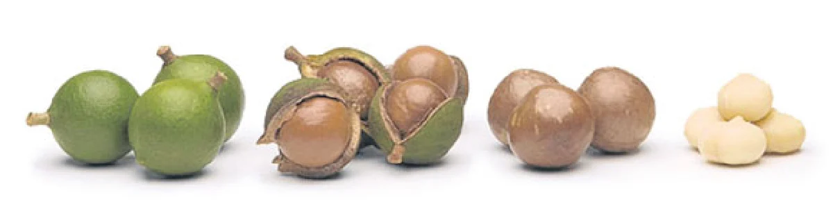 ‘แมคคาเดเมีย’ พืชเศรษฐกิจ สร้างรายได้ยั่งยืน