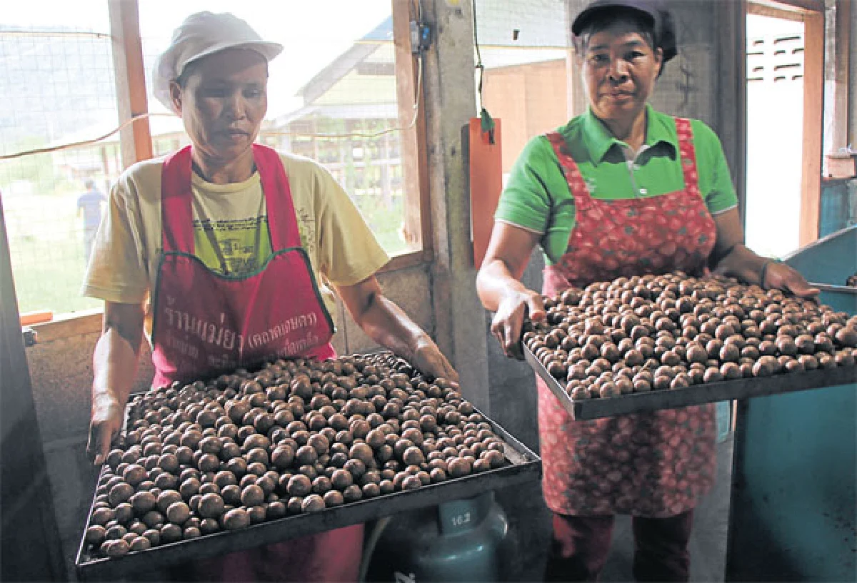 ‘แมคคาเดเมีย’ พืชเศรษฐกิจ สร้างรายได้ยั่งยืน