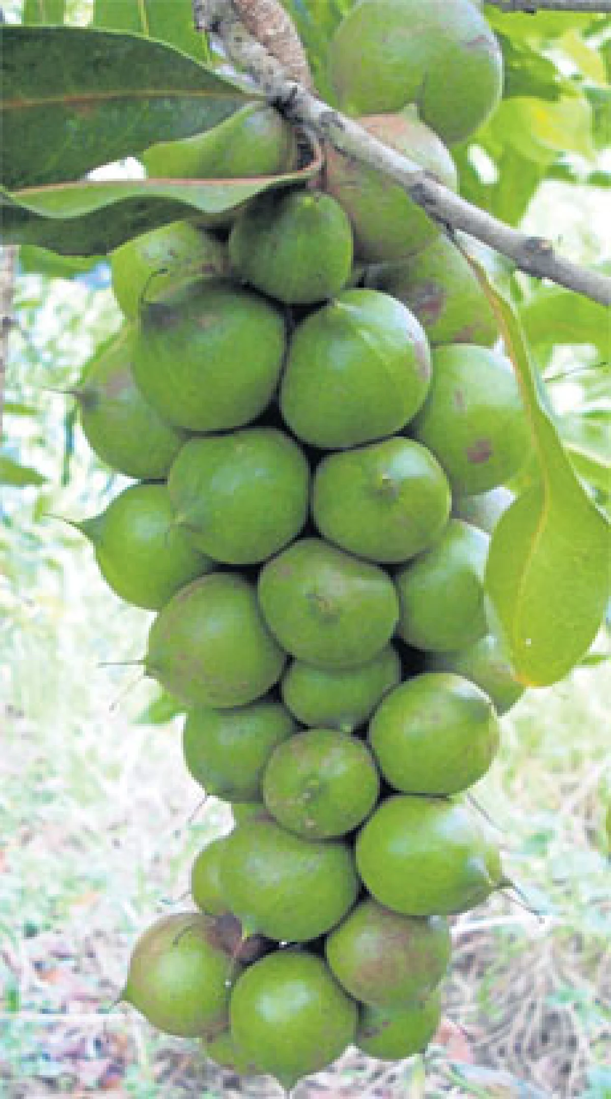 ‘แมคคาเดเมีย’ พืชเศรษฐกิจ สร้างรายได้ยั่งยืน