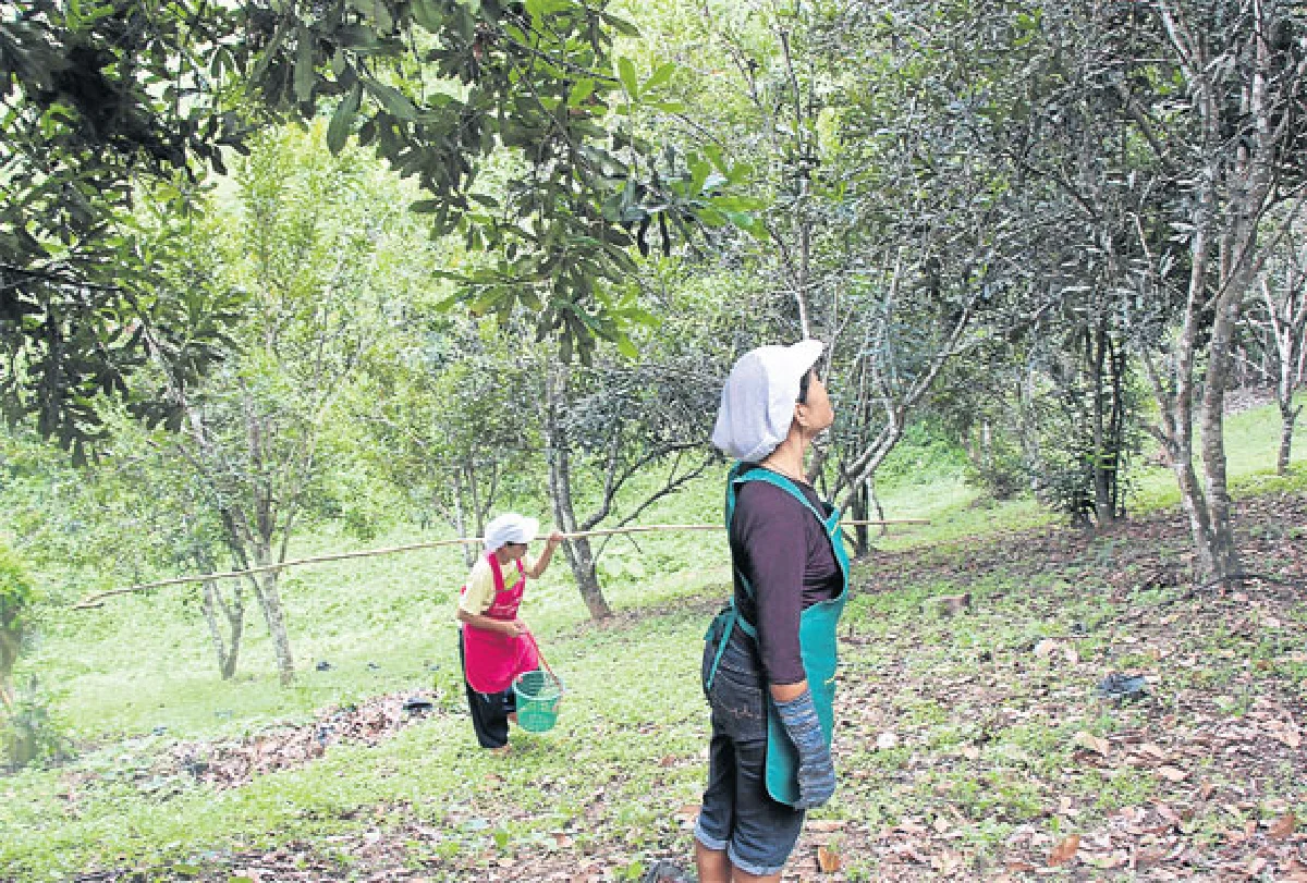 ‘แมคคาเดเมีย’ พืชเศรษฐกิจ สร้างรายได้ยั่งยืน