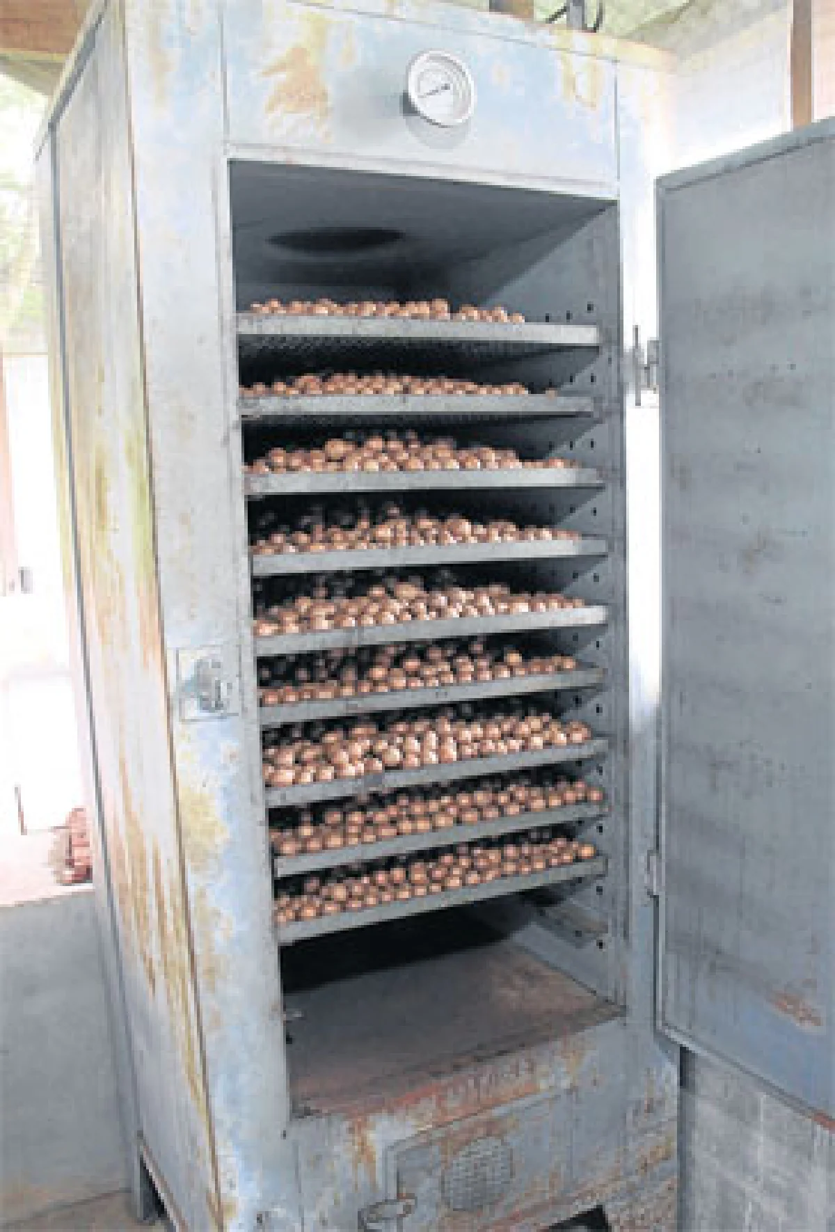 ‘แมคคาเดเมีย’ พืชเศรษฐกิจ สร้างรายได้ยั่งยืน