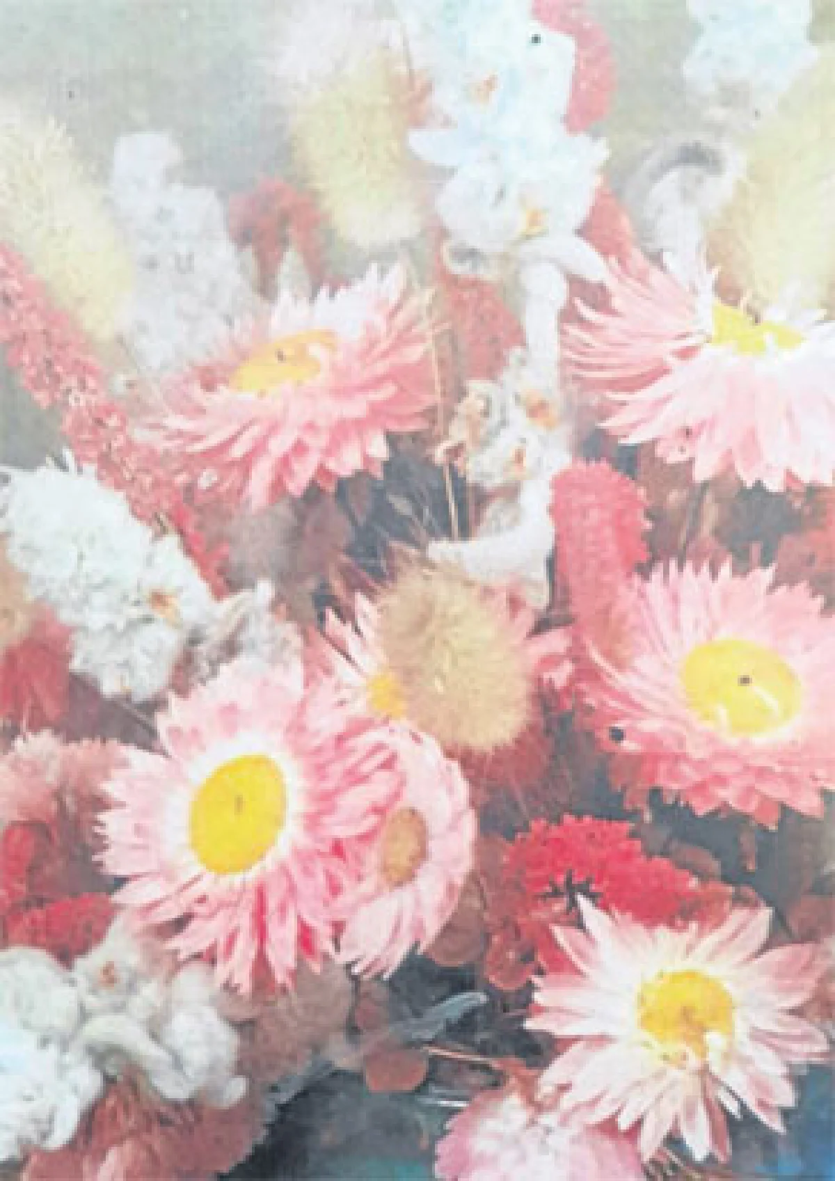 ดอกกระดาษและม้งดอยอินทนนท์