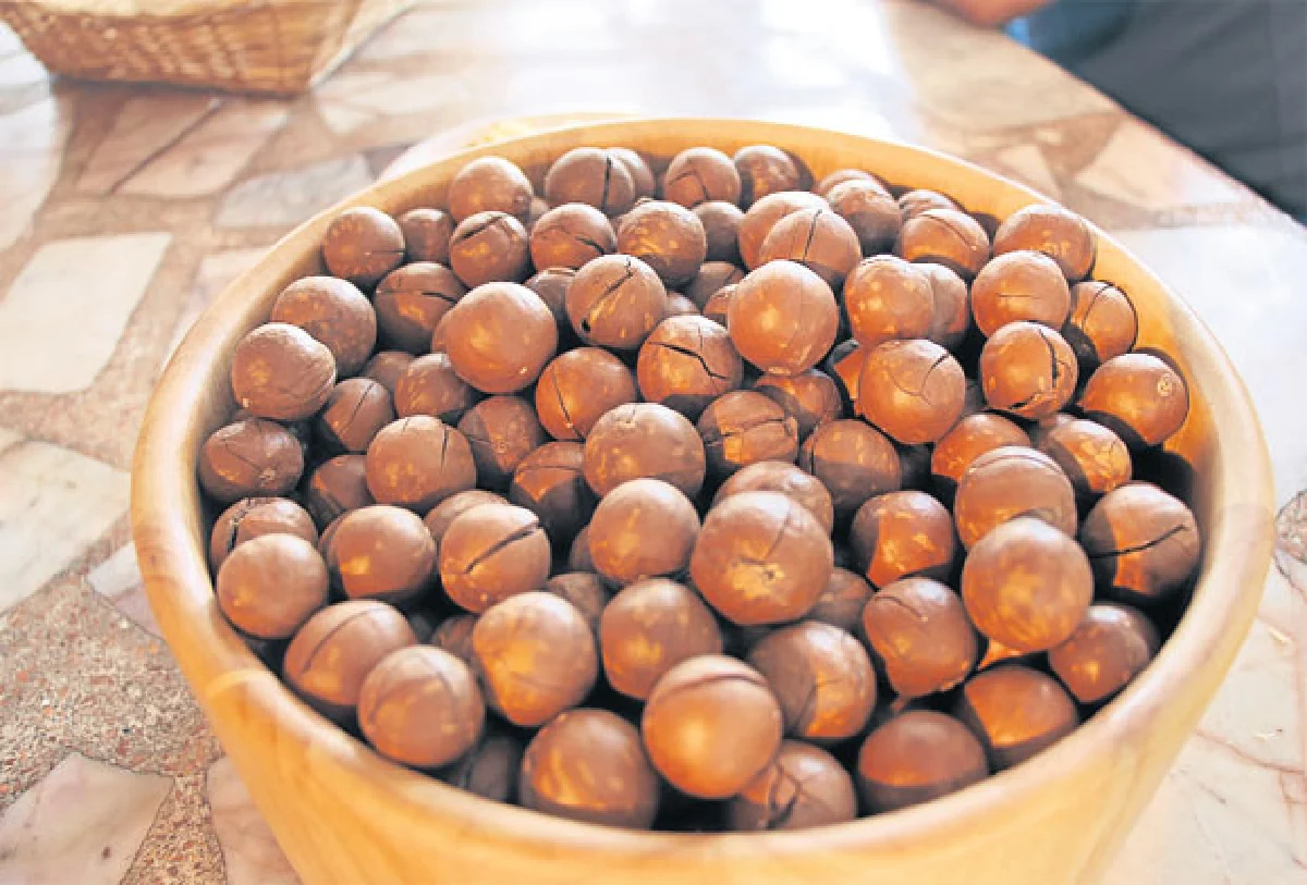 ‘แมคคาเดเมีย’ พืชเศรษฐกิจ สร้างรายได้ยั่งยืน