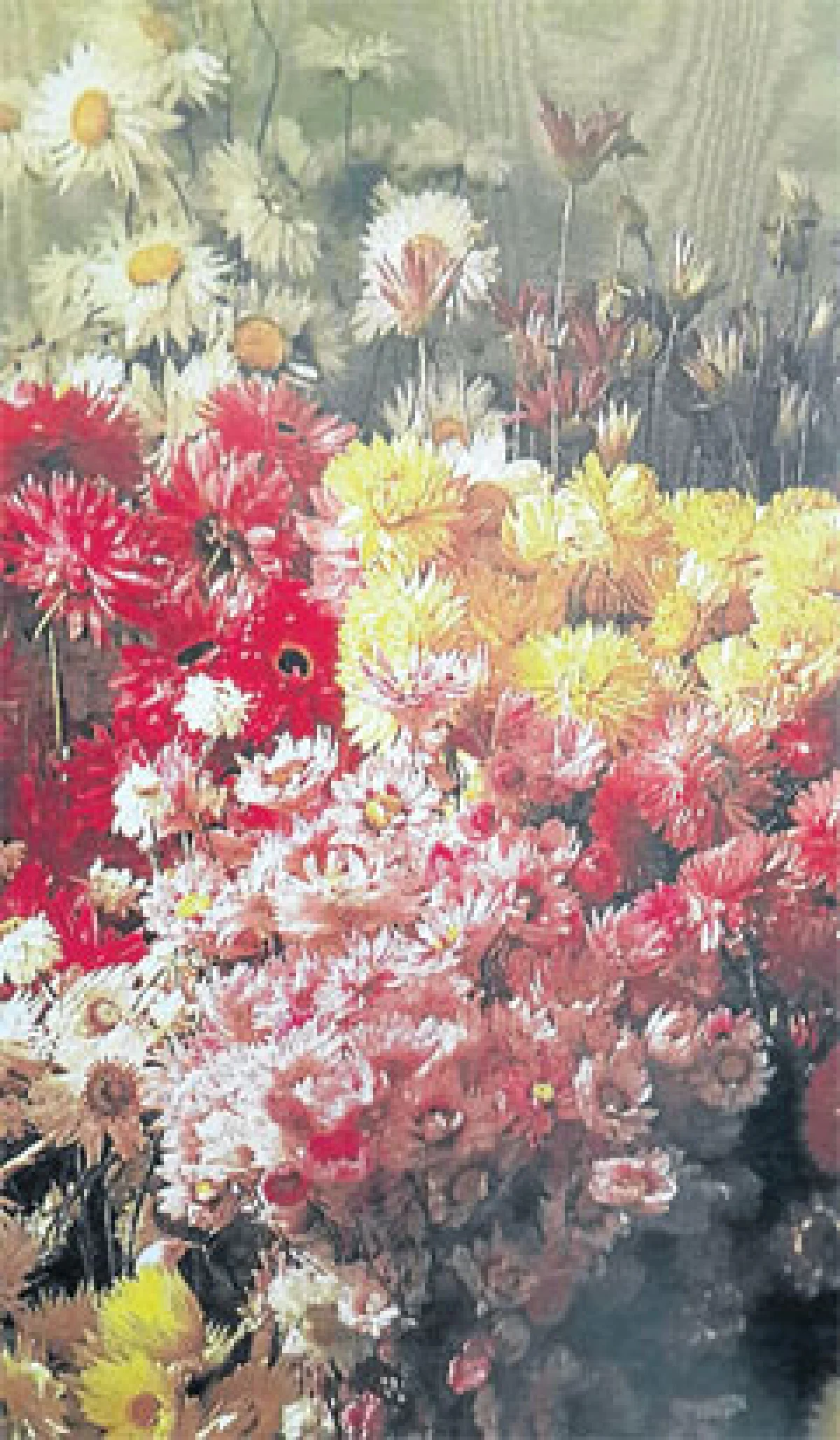 ดอกกระดาษและม้งดอยอินทนนท์