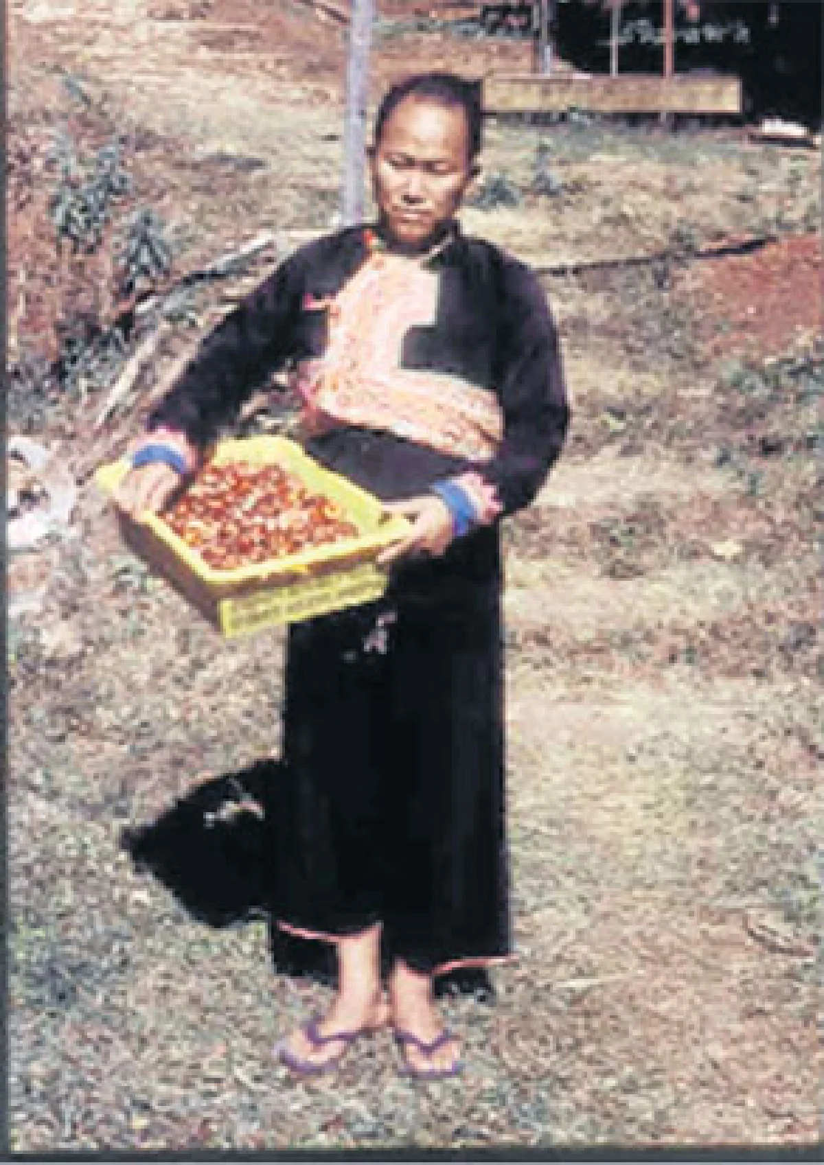 ดอกกระดาษและม้งดอยอินทนนท์