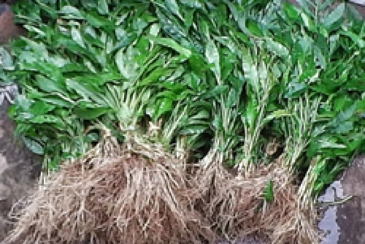 Learn Thai: Grass Thief