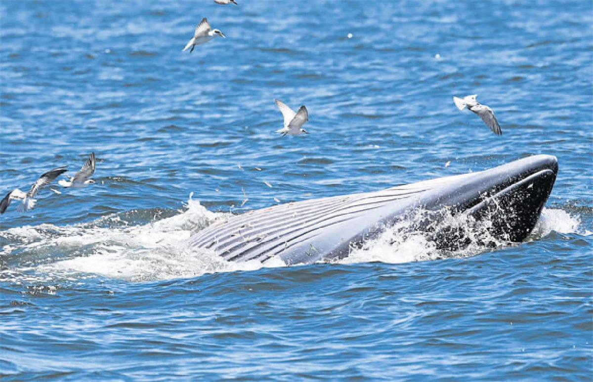 เทศกาล...วาฬบรูด้า