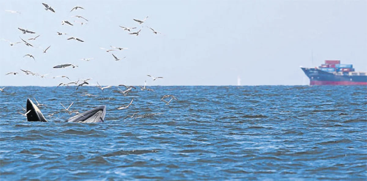 เทศกาล...วาฬบรูด้า