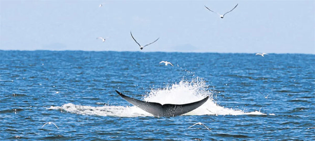 เทศกาล...วาฬบรูด้า