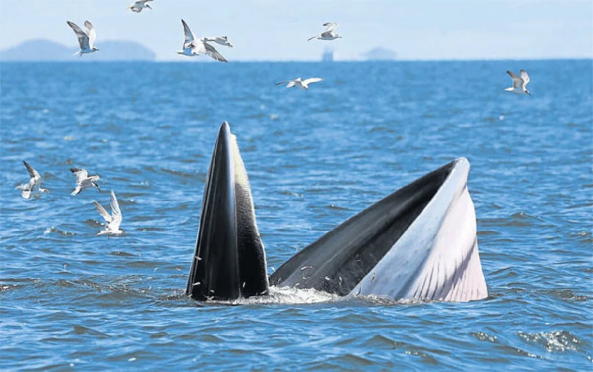 เทศกาล...วาฬบรูด้า