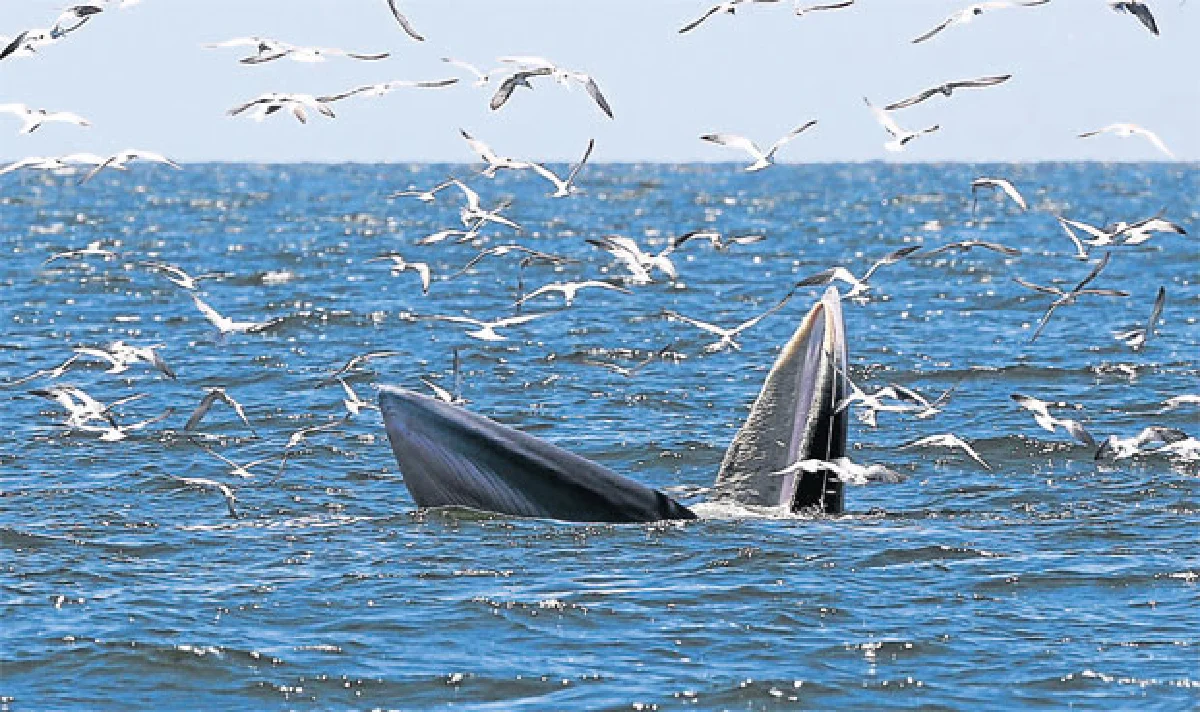 เทศกาล...วาฬบรูด้า