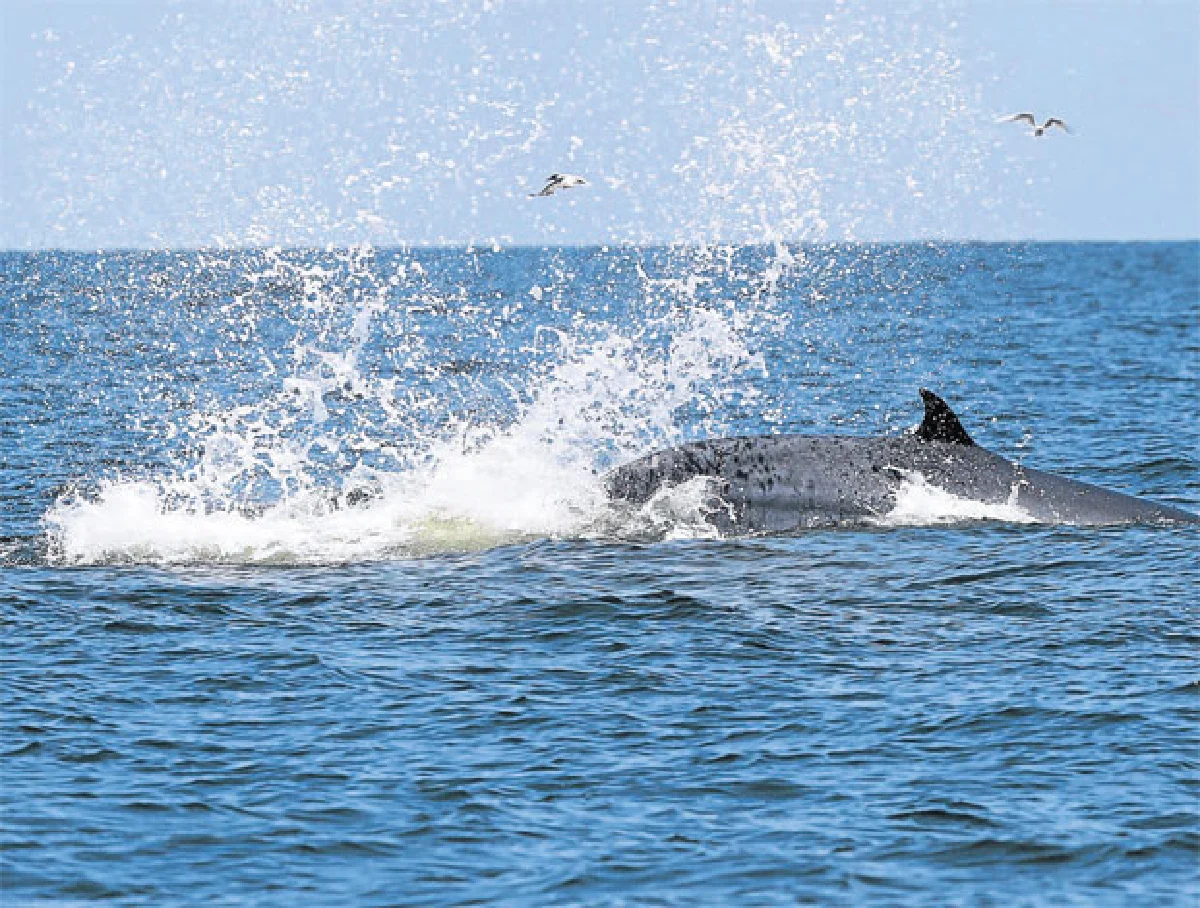 เทศกาล...วาฬบรูด้า