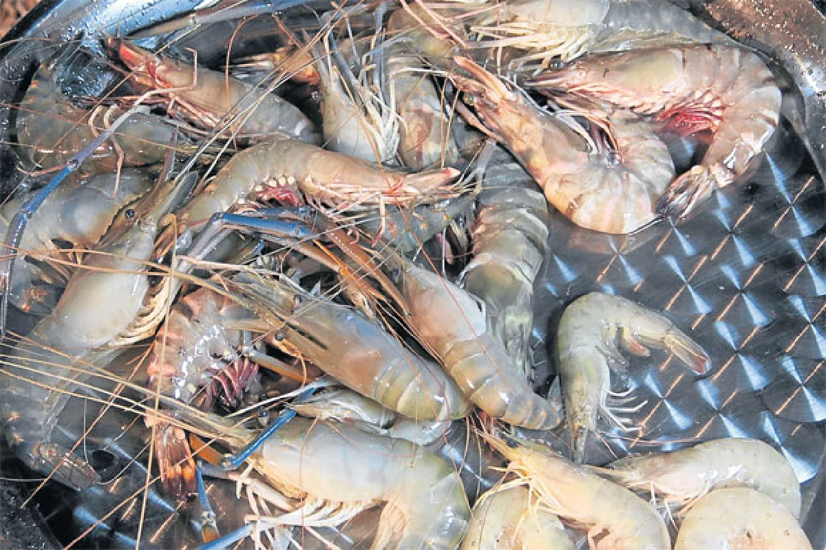 ประมงพื้นบ้านสัตว์น้ำอินทรีย์ ต่อลมหายใจ (คน) ทะเล