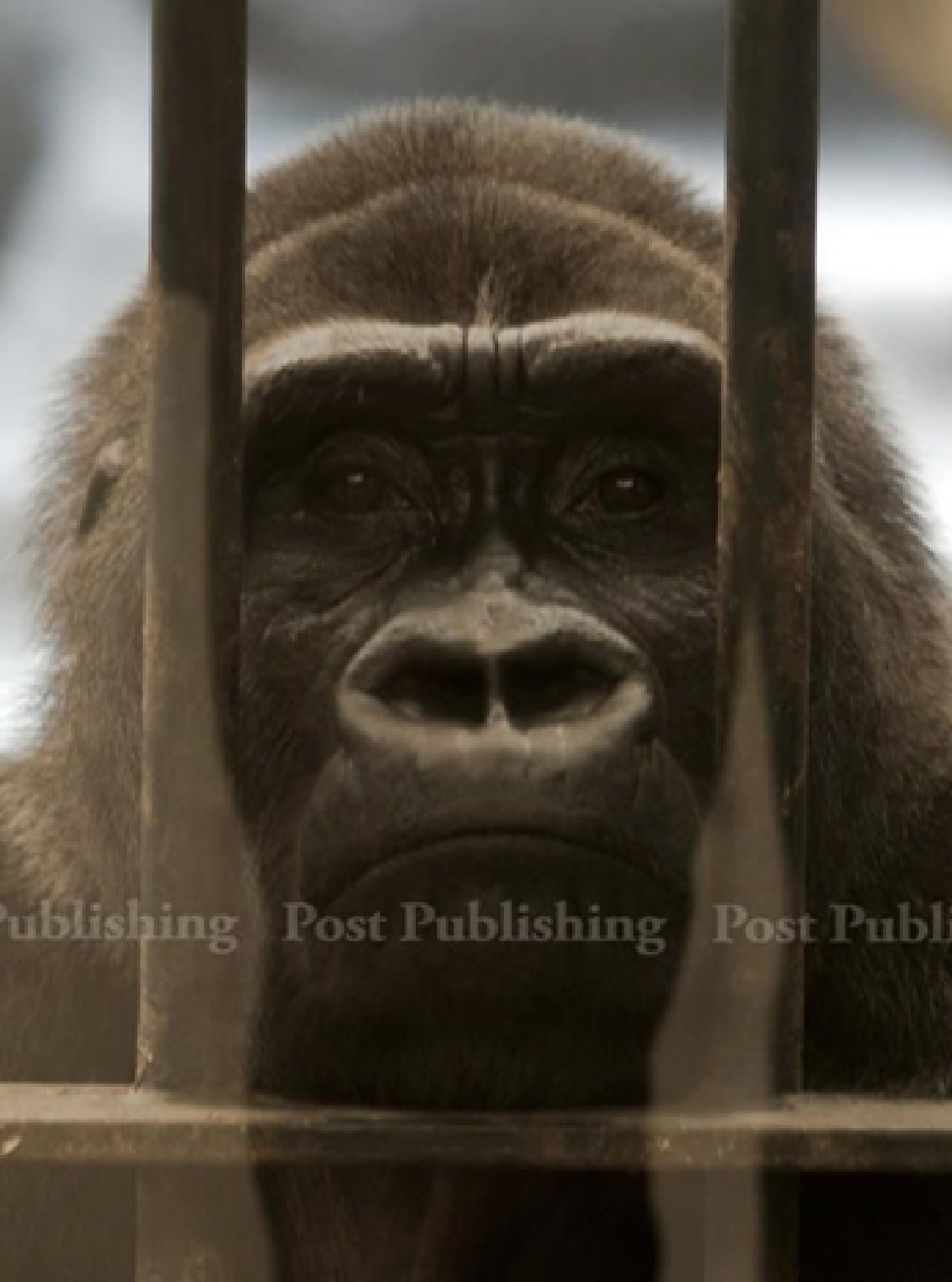 Pata gorilla may be relocated
