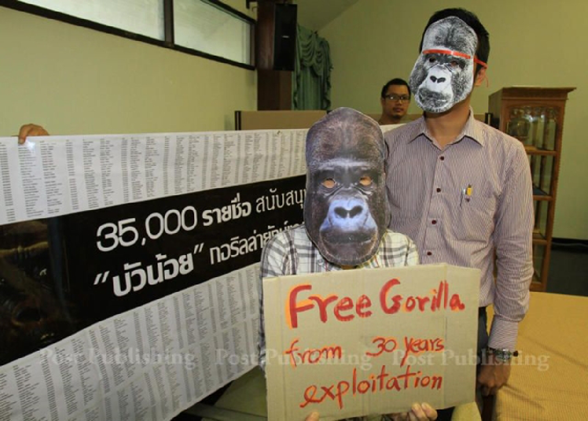 Pata gorilla may be relocated