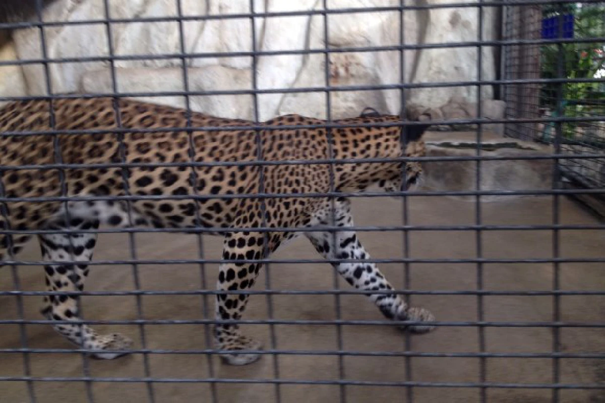 สวนสัตว์พาต้าควรแก่เวลาปิดตำนานแล้วจริงหรือ?