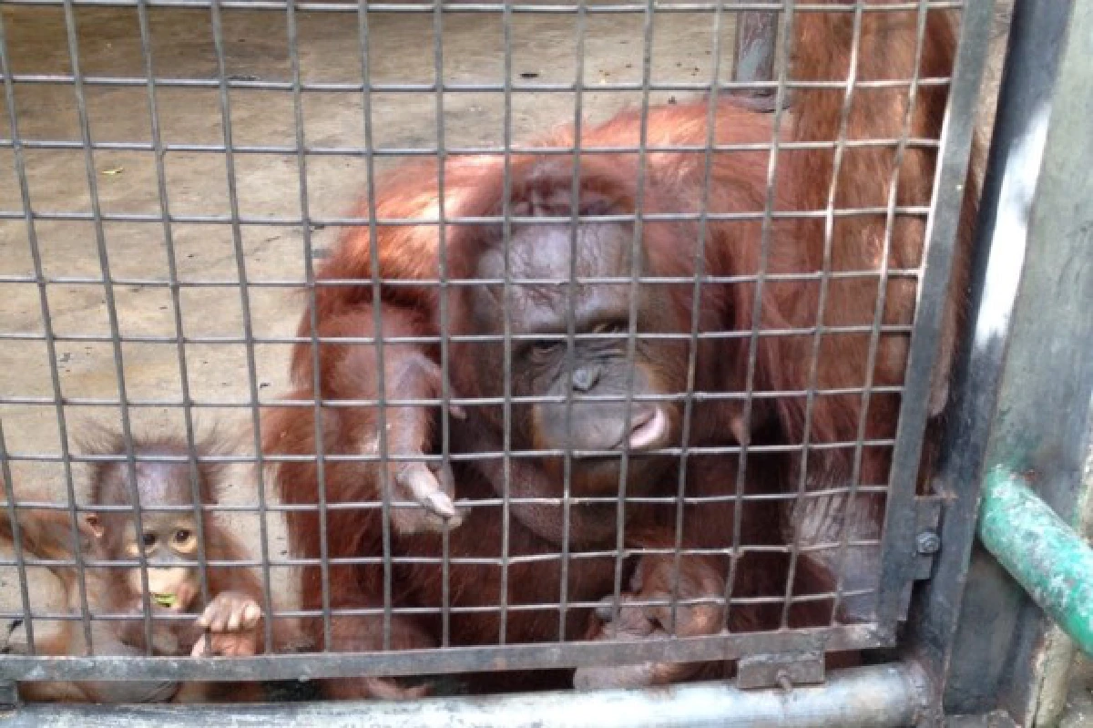 สวนสัตว์พาต้าควรแก่เวลาปิดตำนานแล้วจริงหรือ?