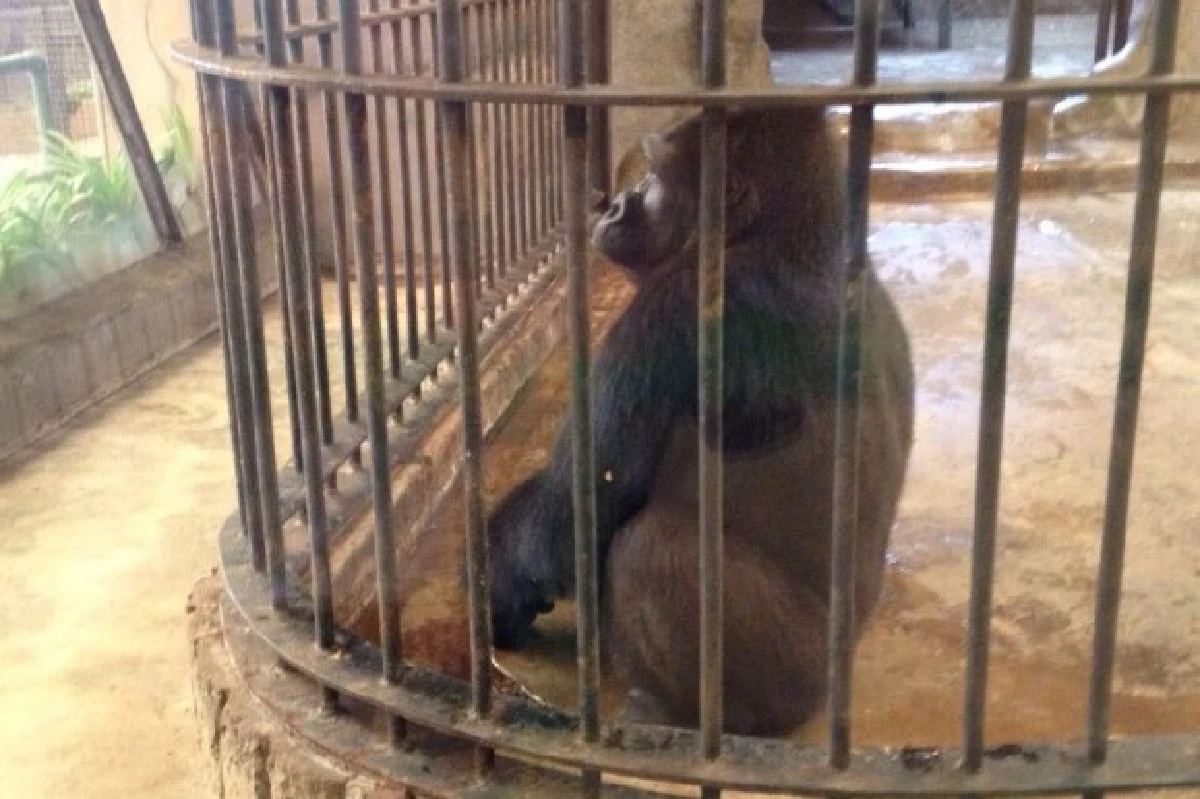 สวนสัตว์พาต้าควรแก่เวลาปิดตำนานแล้วจริงหรือ?