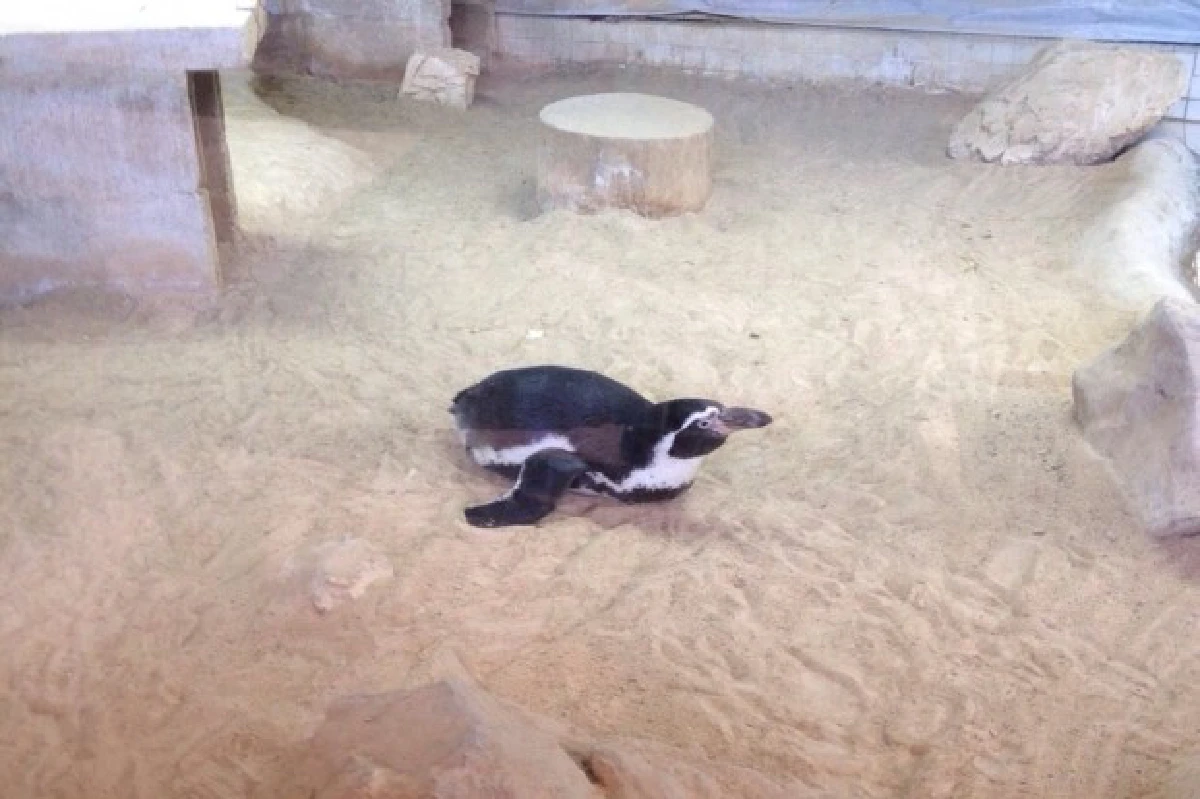 สวนสัตว์พาต้าควรแก่เวลาปิดตำนานแล้วจริงหรือ?