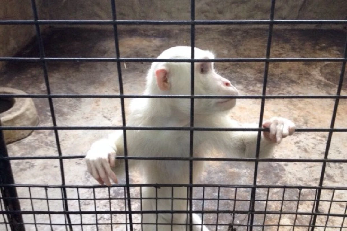 สวนสัตว์พาต้าควรแก่เวลาปิดตำนานแล้วจริงหรือ?