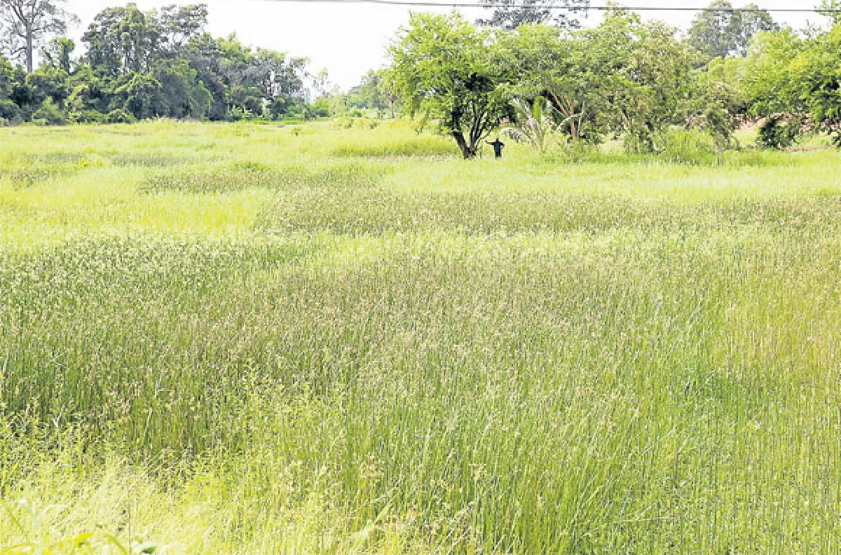 แซบอีหลี อีสาน 3 รส