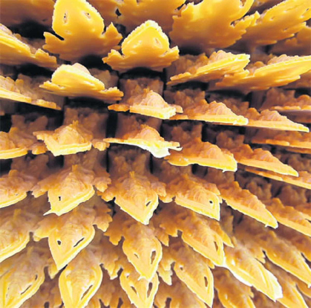 แสงสาด ปราสาทผึ้ง