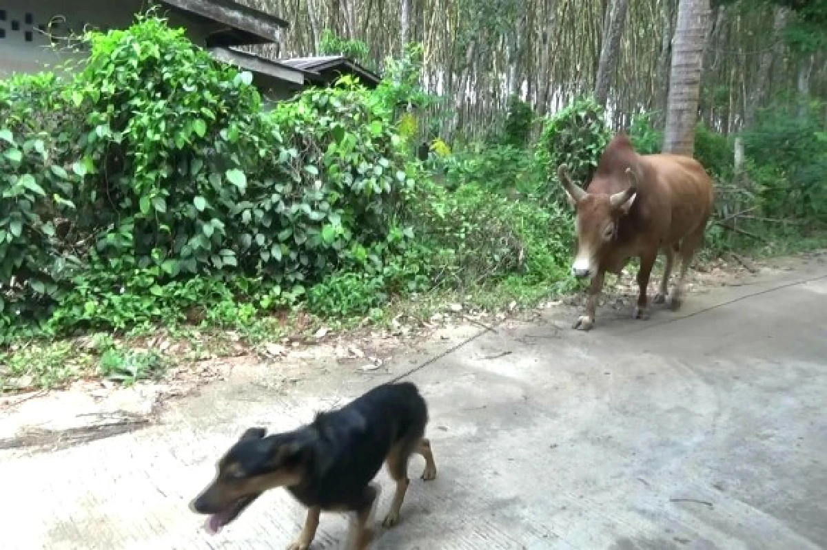 คู่ซี้ต่างพันธุ์หมาแสนรู้จูงวัวชนออกกำลัง