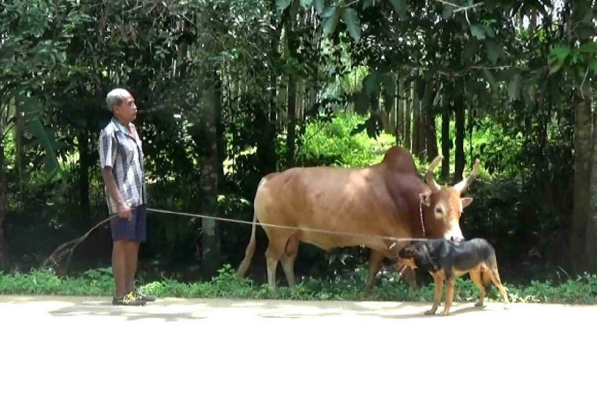 คู่ซี้ต่างพันธุ์หมาแสนรู้จูงวัวชนออกกำลัง